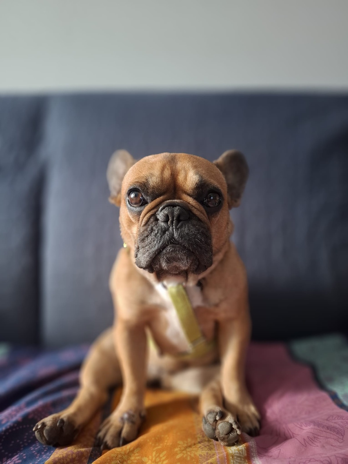 dharma (15).jpeg